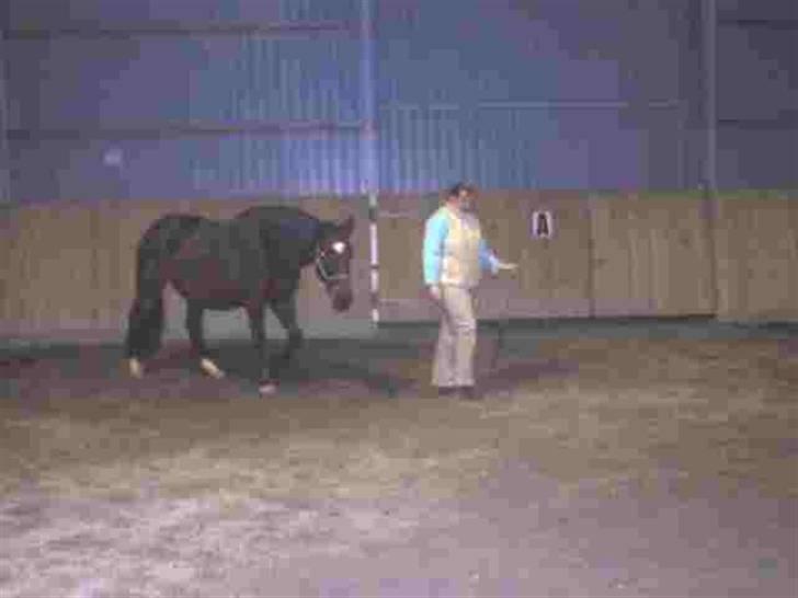 Dansk Varmblod galanta bortgivet - træning af horsmanships  billede 3