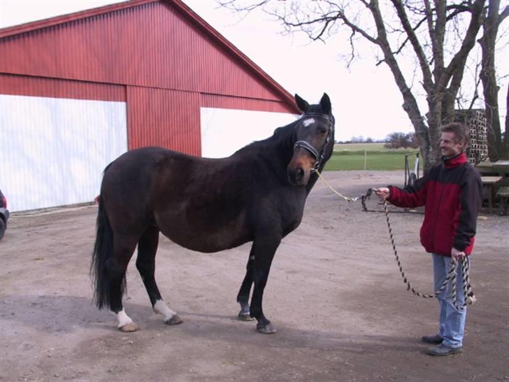 Dansk Varmblod galanta bortgivet - fik lige en af de andre til at holde galanta så jeg kunne tage billedet billede 4