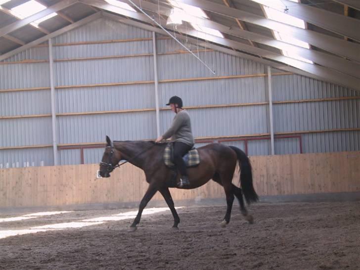 Dansk Varmblod galanta bortgivet billede 5