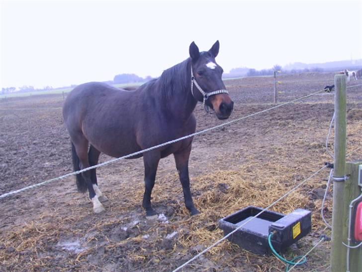 Dansk Varmblod galanta bortgivet billede 6