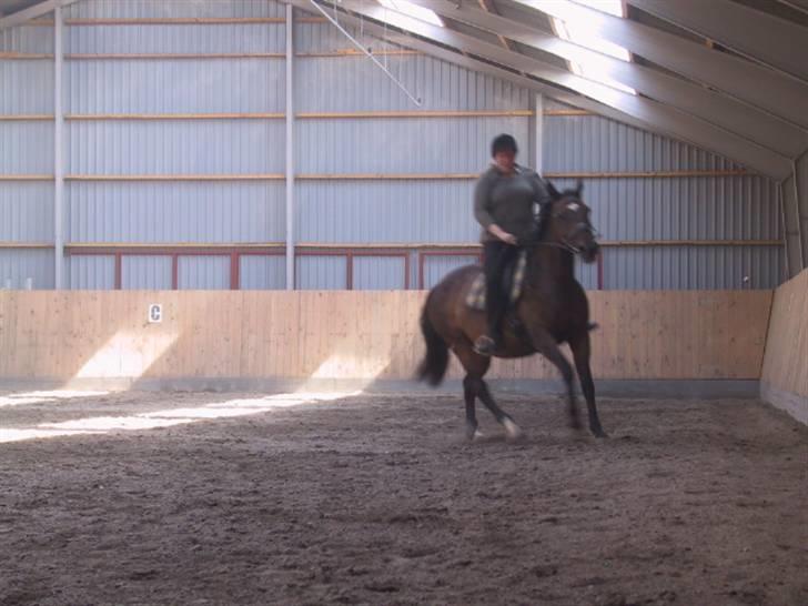 Dansk Varmblod galanta bortgivet billede 7