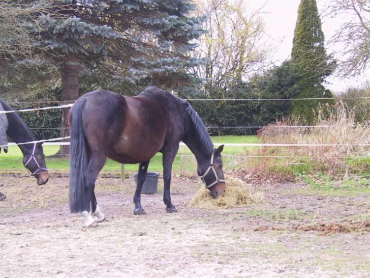 Dansk Varmblod galanta bortgivet billede 8