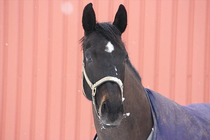 Oldenborg Maybe  billede 2