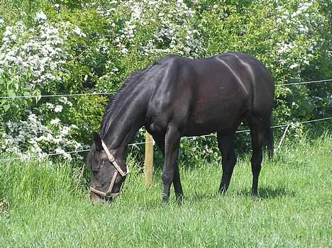 Oldenborg Maybe  billede 3