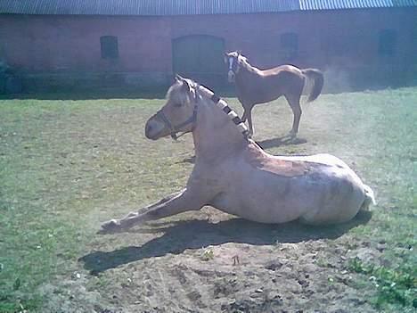 Fjordhest sonnyboy rørbæk billede 18