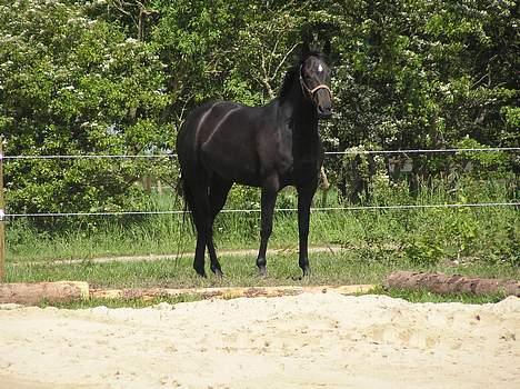 Oldenborg Maybe  billede 4