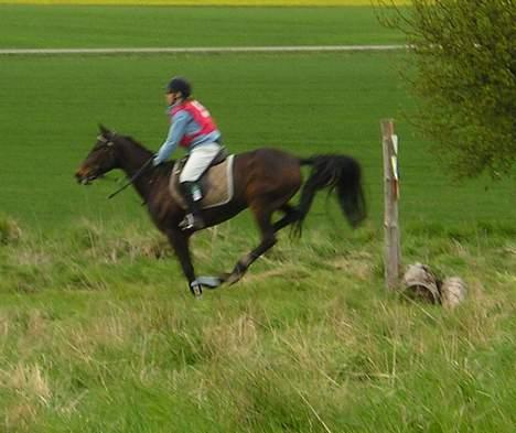 Traver Herculine billede 10