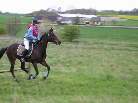 Traver Herculine billede 11