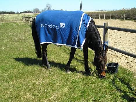 Traver Herculine billede 12