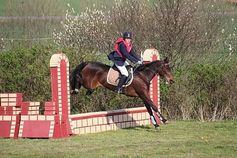 Traver Herculine billede 15