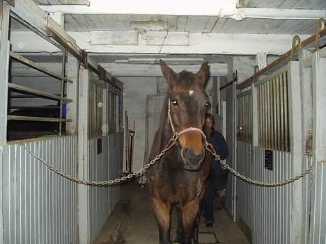 Traver Herculine billede 19