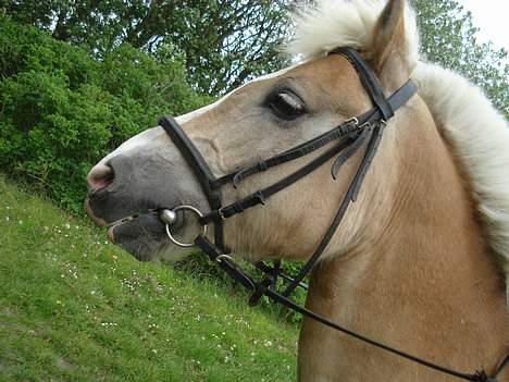 Haflinger Balder Gl. Halvpart billede 9