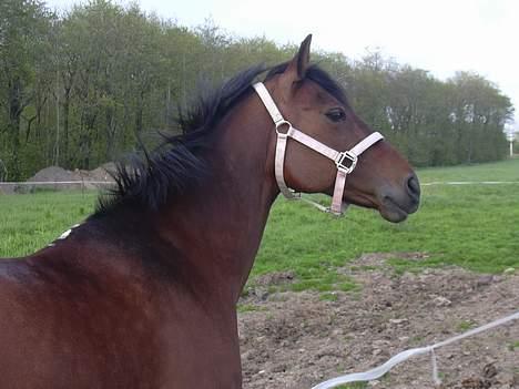 Anden særlig race Mandy  - Så smuk hun er<´3 billede 9