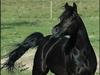 Arabisk fuldblod (OX) Halim El Dahab - SOLGT