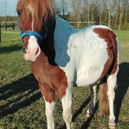 Shetlænder Samwise Gamgee