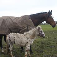 Shetlænder Nimaz Mr. Grey