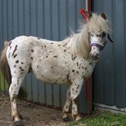Shetlænder Nimaz Mr. Grey