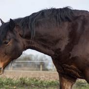 Welsh Cob (sec D) | Valhallas Mabon Mai