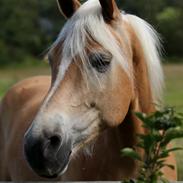 Tyroler Haflinger Akando