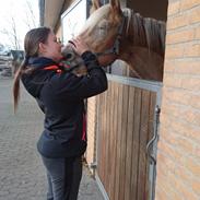 Tyroler Haflinger Akando