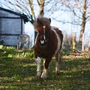 Shetlænder Romeo Elvis