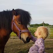 Shetlænder Diva