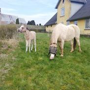 Welsh Mountain (sec A) Noerrelide's lady ellinor