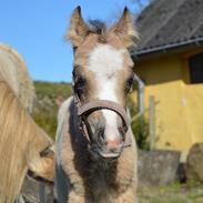Welsh Mountain (sec A) Noerrelide's lady ellinor