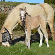 Welsh Mountain (sec A) Noerrelide's lady ellinor