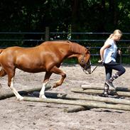 Welsh Pony af Cob-type (sec C) Fjordglimts Grace Kelly 