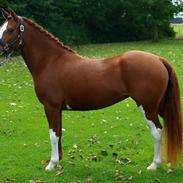 Welsh Pony af Cob-type (sec C) Fjordglimts Grace Kelly 