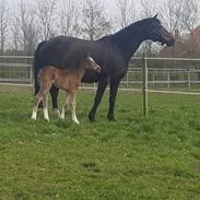Welsh Partbred (Sec F) Struntze's Game Player