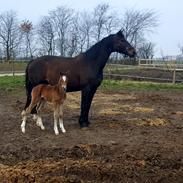 Welsh Partbred (Sec F) Struntze's Game Player