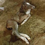 Welsh Partbred (Sec F) Struntze's Game Player