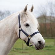 Arabisk fuldblod (OX) Moncered ox