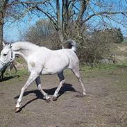 Arabisk fuldblod (OX) Sharifa Bint Jeska <3