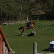 Arabisk fuldblod (OX) Ivalina Wind