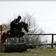 Arabisk fuldblod (OX) Ivalina Wind