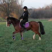 Welsh Pony af Cob-type (sec C) Flynn Rider