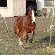 Welsh Pony af Cob-type (sec C) Flynn Rider