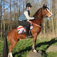 Welsh Pony af Cob-type (sec C) Flynn Rider