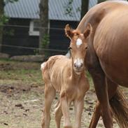 Welsh Partbred (Sec F) Sejlstrups Knights Secret
