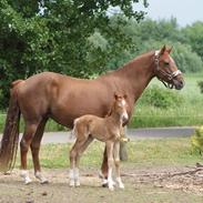 Welsh Pony af Cob-type (sec C) Sejlstrups Knights Secret