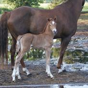 Welsh Partbred (Sec F) Sejlstrups Knights Secret