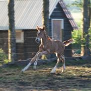 Welsh Partbred (Sec F) Sejlstrups Knights Secret