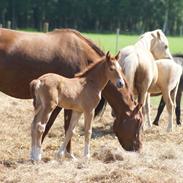 Welsh Partbred (Sec F) Sejlstrups Knights Secret
