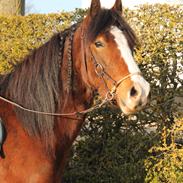 Welsh Pony af Cob-type (sec C) Flynn Rider