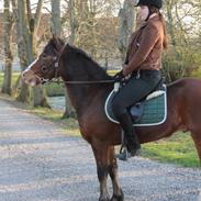 Welsh Pony af Cob-type (sec C) Flynn Rider