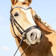 Haflinger Tøtterupgårds Adeus