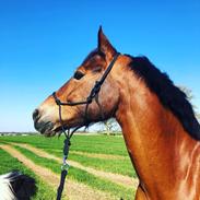 Welsh Cob (sec D) Enggårdens cirif